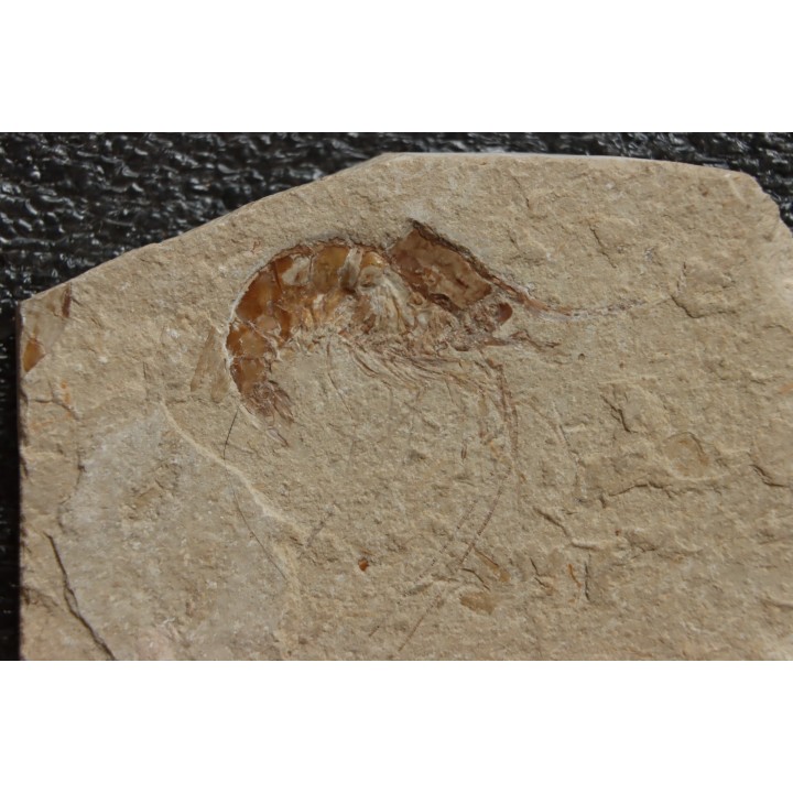 CARPOPENAEUS CALLIROSTRIS (Glaessner, 1945) - Cénomanien - Hgula - LIBAN