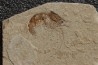 CARPOPENAEUS CALLIROSTRIS (Glaessner, 1945) - Cénomanien - Hgula - LIBAN