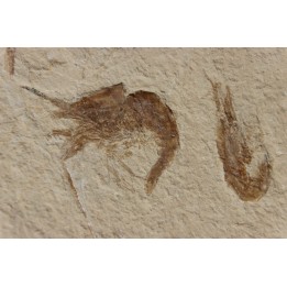 CARPOPENAEUS CALLIROSTRIS (Glaessner, 1945) - Cénomanien - Hgula - LIBAN