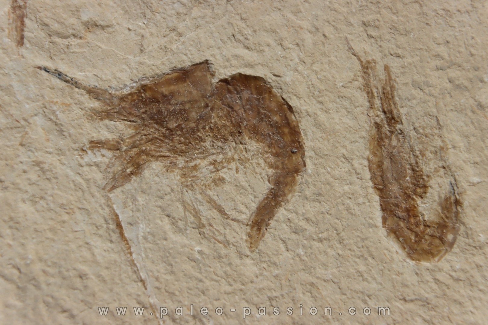 CARPOPENAEUS CALLIROSTRIS (Glaessner, 1945) - Cénomanien - Hgula - LIBAN