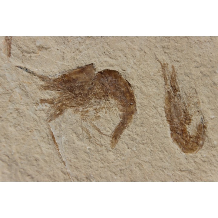 CARPOPENAEUS CALLIROSTRIS (Glaessner, 1945) - Cénomanien - Hgula - LIBAN