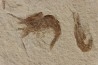 CARPOPENAEUS CALLIROSTRIS (Glaessner, 1945) - Cénomanien - Hgula - LIBAN
