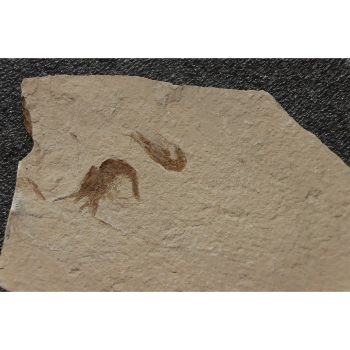 CARPOPENAEUS CALLIROSTRIS (Glaessner, 1945) - Cénomanien - Hgula - LIBAN