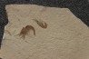 CARPOPENAEUS CALLIROSTRIS (Glaessner, 1945) - Cénomanien - Hgula - LIBAN