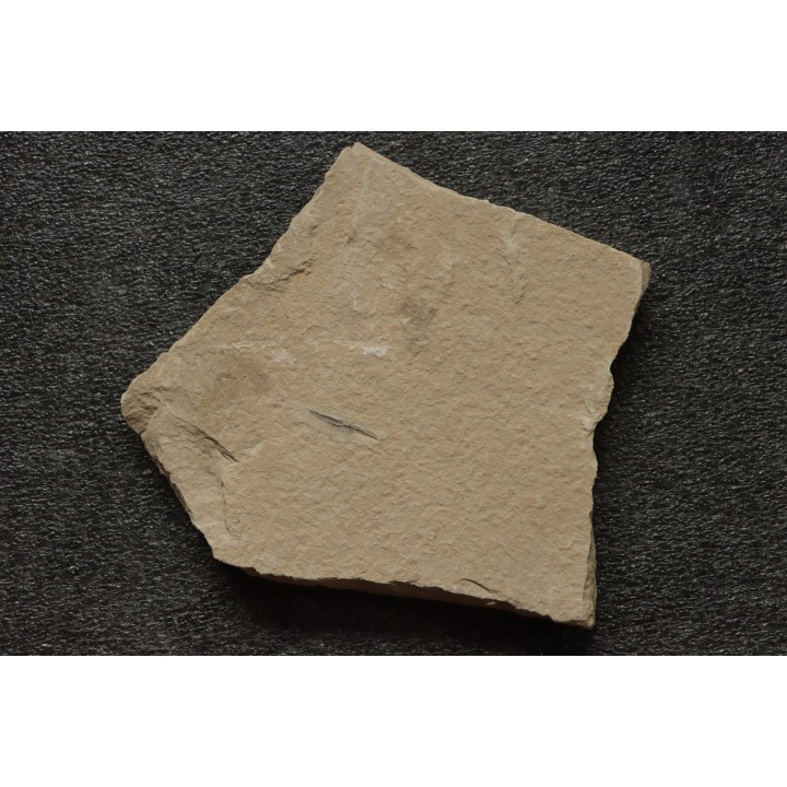 Rachiteuthis donovoni - Cénomanian - Hgula - Byblos - LIBANON