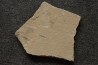 Rachiteuthis donovoni - Cénomanien - Hgula - LIBAN