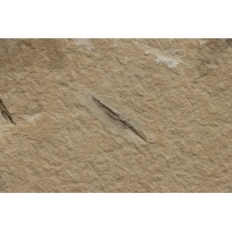 Rachiteuthis donovoni - Cénomanien - Hgula - LIBAN