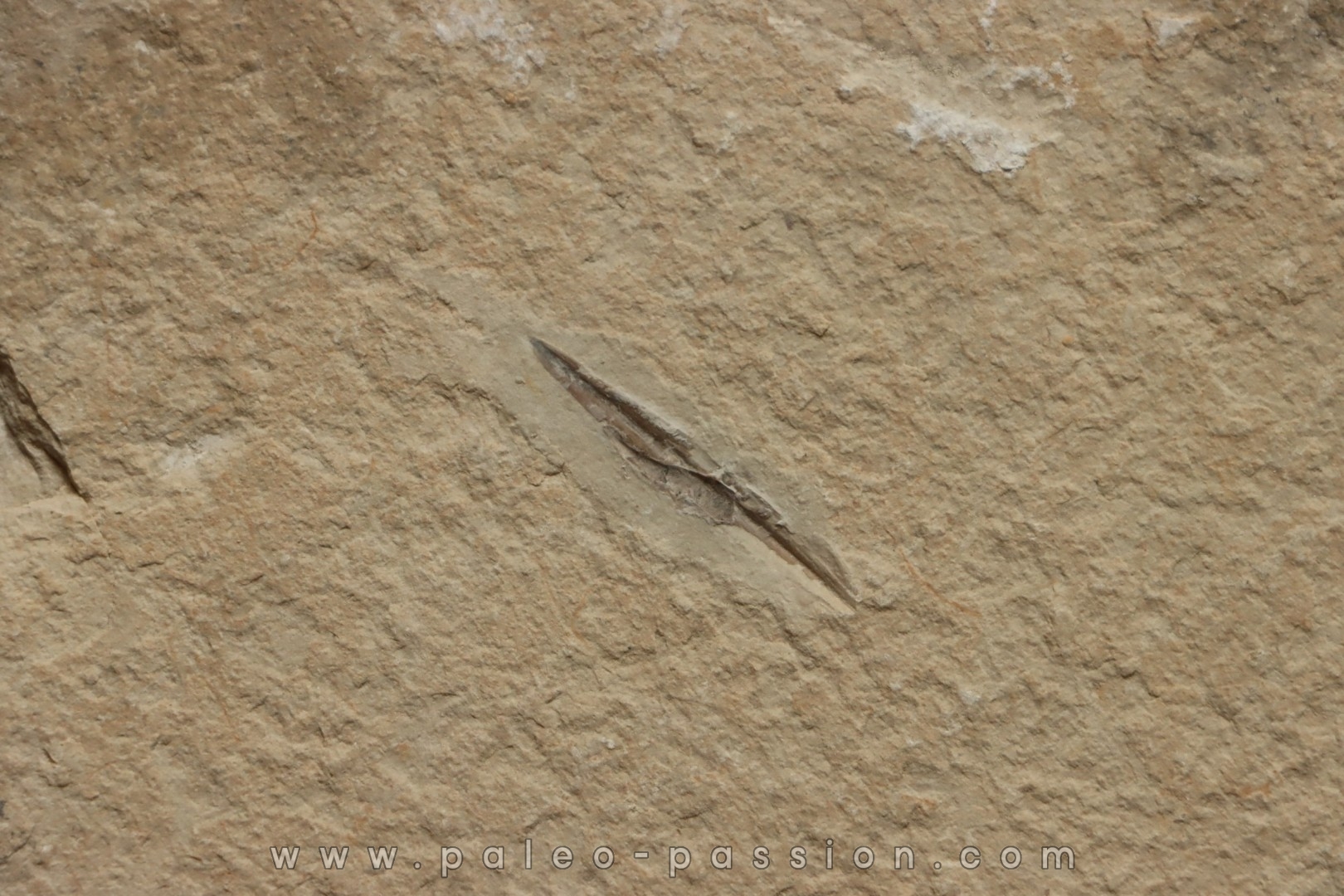 Rachiteuthis donovoni - Cénomanian - Hgula - Byblos - LIBANON