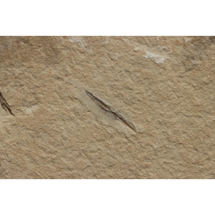 Rachiteuthis donovoni - Cénomanien - Hgula - LIBAN