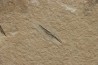 Rachiteuthis donovoni - Cénomanian - Hgula - Byblos - LIBANON