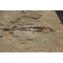 Rachiteuthis donovoni - Cénomanian - Hgula - Byblos - LIBANON