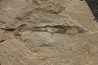 Rachiteuthis donovoni - Cénomanien - Hgula - LIBAN