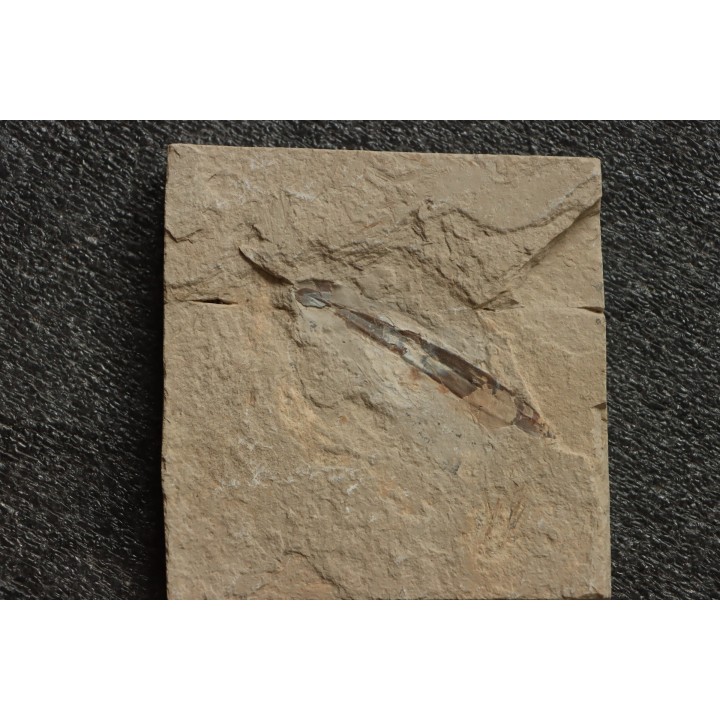 Rachiteuthis donovoni - Cénomanian - Hgula - Byblos - LIBANON