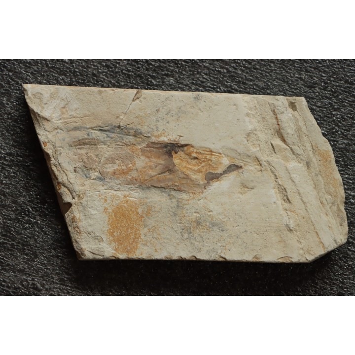 Glyphiteuthis sp. - Cénomanian - Hgula - Byblos - LIBANON
