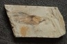 Glyphiteuthis sp. - Cénomanian - Hgula - Byblos - LIBANON
