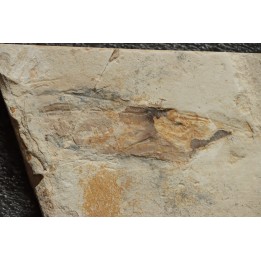 Glyphiteuthis sp. - Cénomanian - Hgula - Byblos - LIBANON