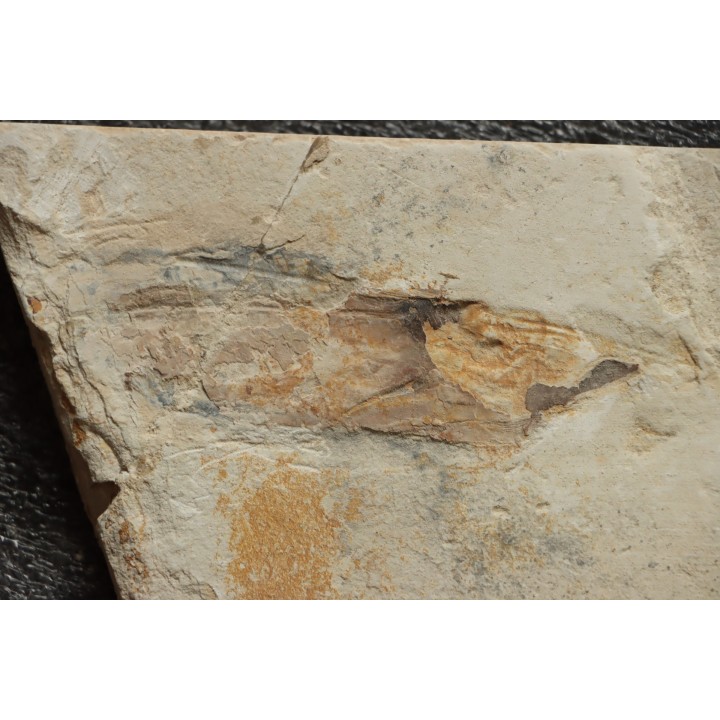 Glyphiteuthis sp. - Cénomanian - Hgula - Byblos - LIBANON