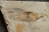 Glyphiteuthis sp. - Cénomanien - Hgula - LIBAN
