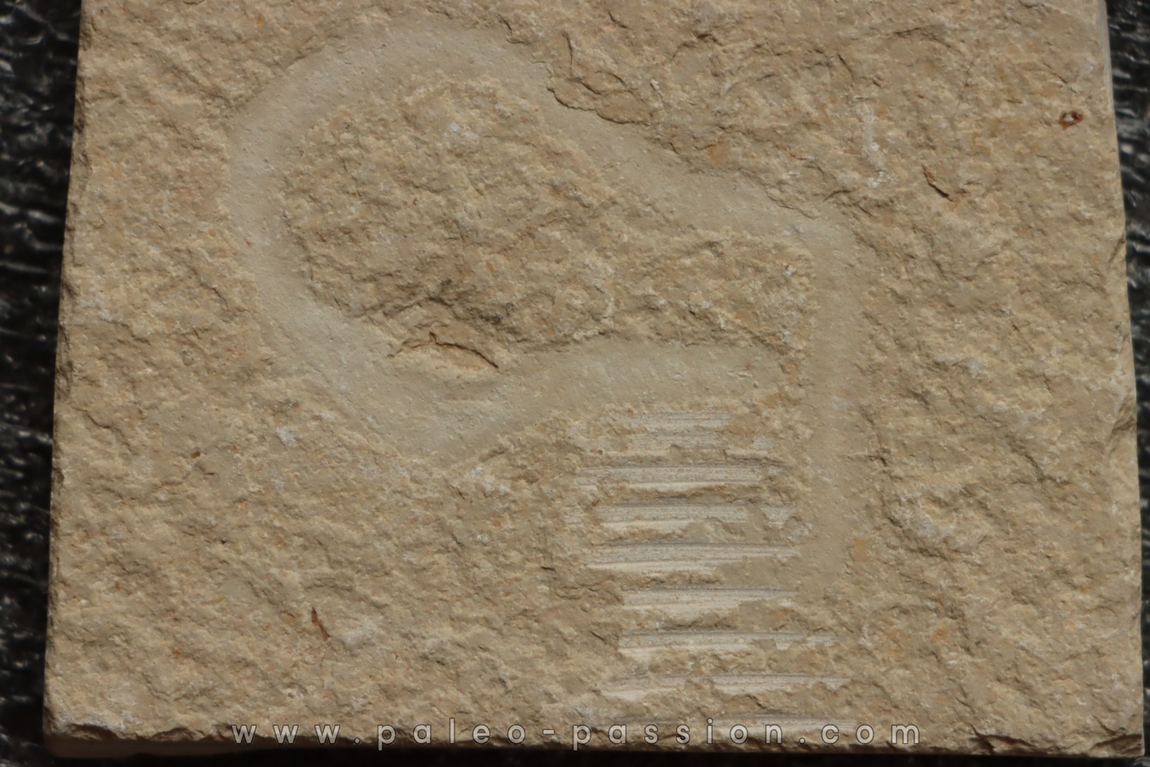 worm Annelides polychaetae - Cénomanian - Hgula - Byblos - LIBANON