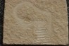 worm Annelides polychaetae - Cénomanian - Hgula - Byblos - LIBANON