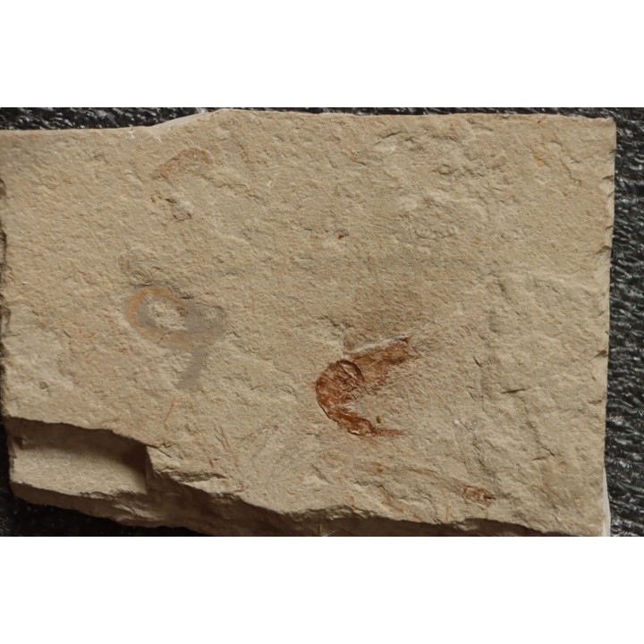 worm Annelides polychaetae  - Cénomanian - Hgula - Byblos - LIBANON