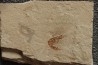 vers Annelides polychaetae - Cénomanien - Hgula - LIBAN