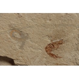vers Annelides polychaetae  - Cénomanien - Hgula - LIBAN