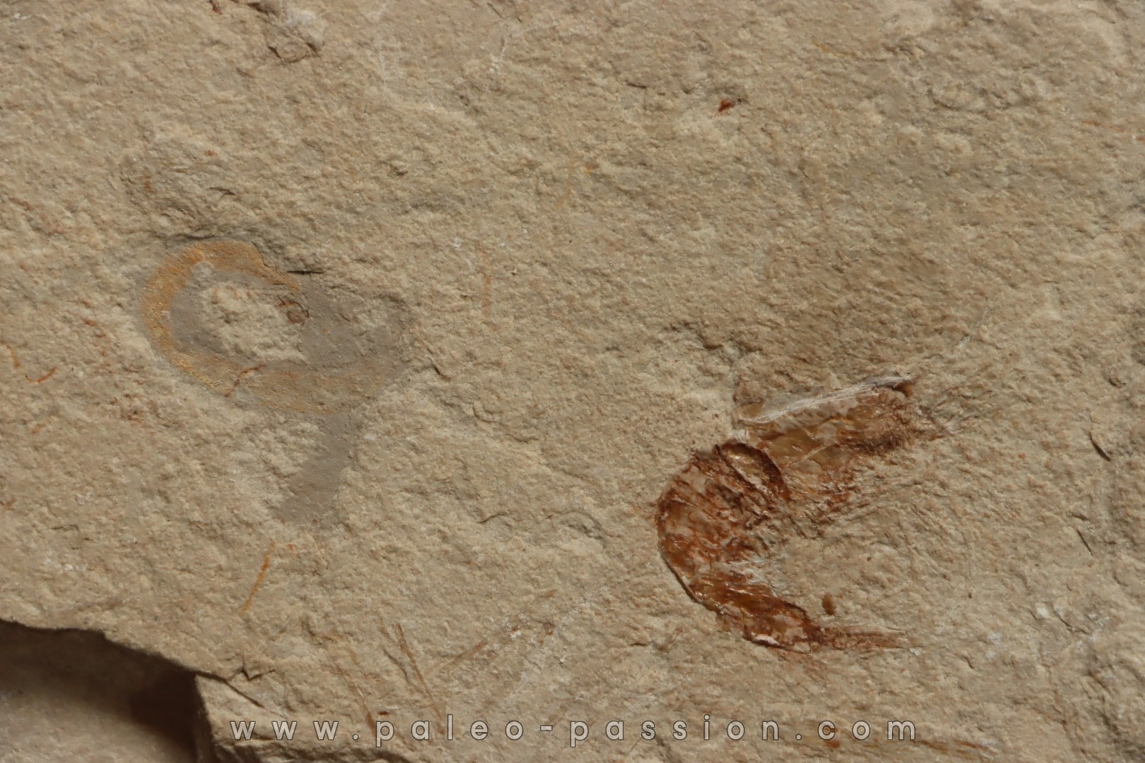 vers Annelides polychaetae - Cénomanien - Hgula - LIBAN