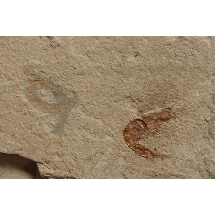 vers Annelides polychaetae  - Cénomanien - Hgula - LIBAN
