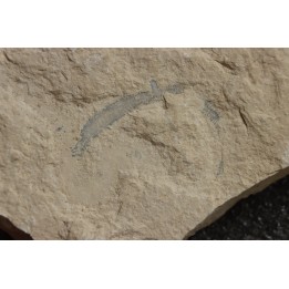 worm Annelides polychaetae  - Cénomanian - Hgula - Byblos - LIBANON