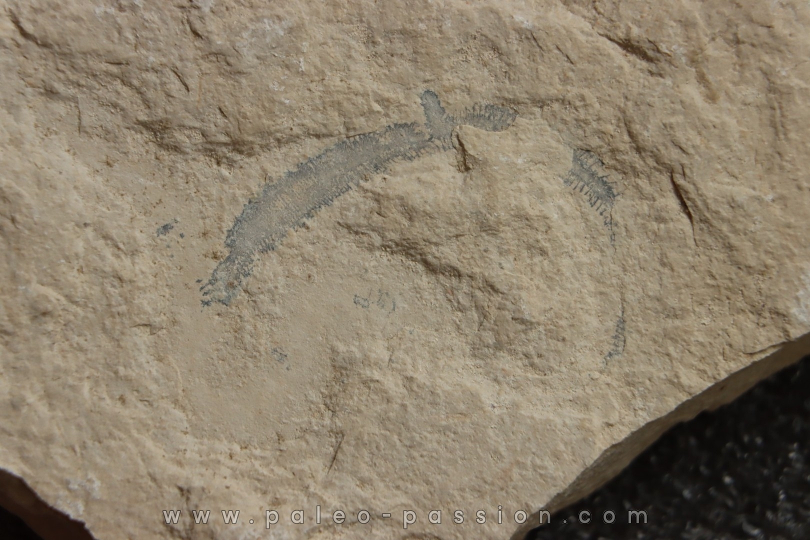 worm Annelides polychaetae - Cénomanian - Hgula - Byblos - LIBANON