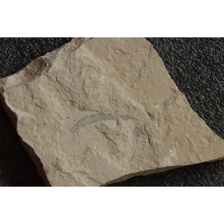worm Annelides polychaetae  - Cénomanian - Hgula - Byblos - LIBANON