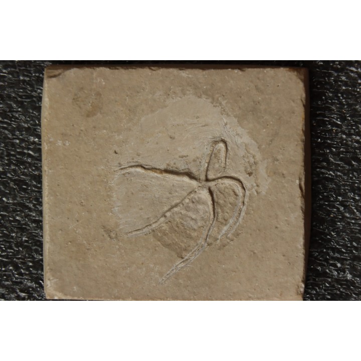 Geocoma libanotica  - Cénomanien - Hgula - LIBAN