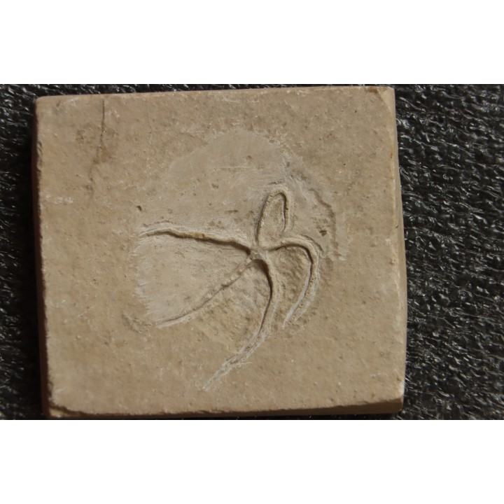 Geocoma libanotica  - Cénomanien - Hgula - LIBAN