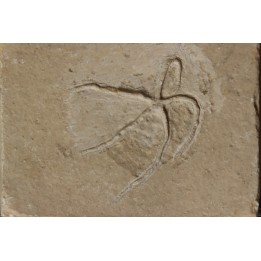 Geocoma libanotica  - Cénomanian - Hgula - Byblos - LIBANON