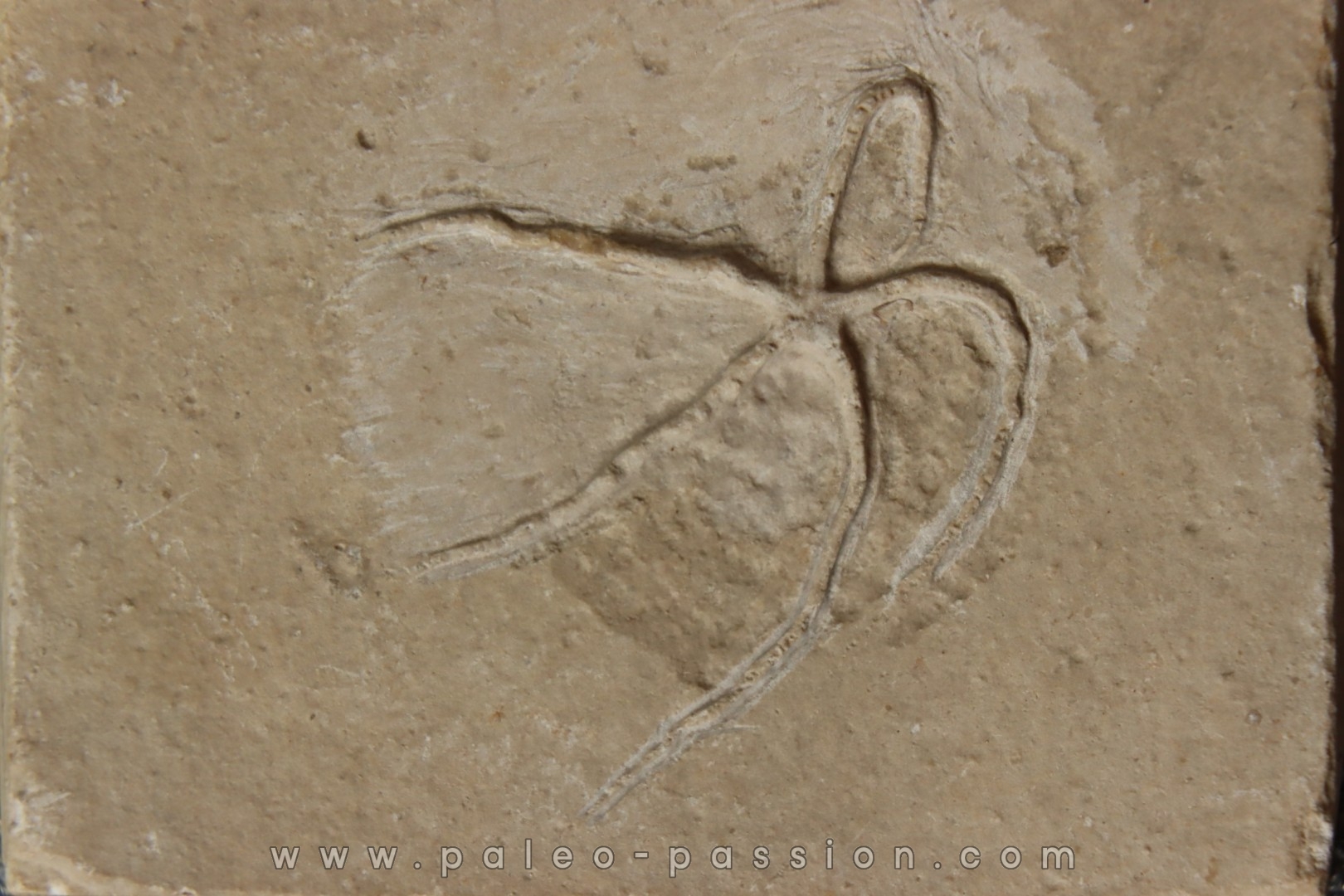 Geocoma libanotica - Cénomanien - Hgula - LIBAN