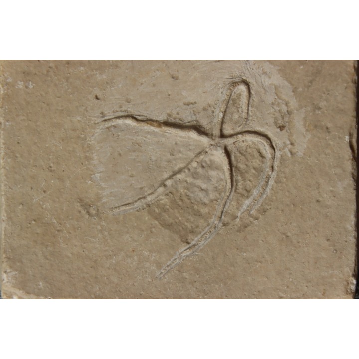 Geocoma libanotica  - Cénomanien - Hgula - LIBAN