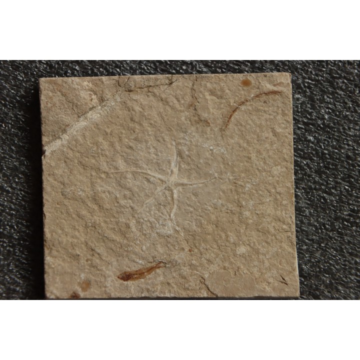 Geocoma libanotica  - Cénomanien - Hgula - LIBAN