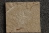 Geocoma libanotica  - Cénomanien - Hgula - LIBAN