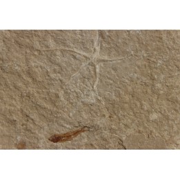 Geocoma libanotica  - Cénomanien - Hgula - LIBAN