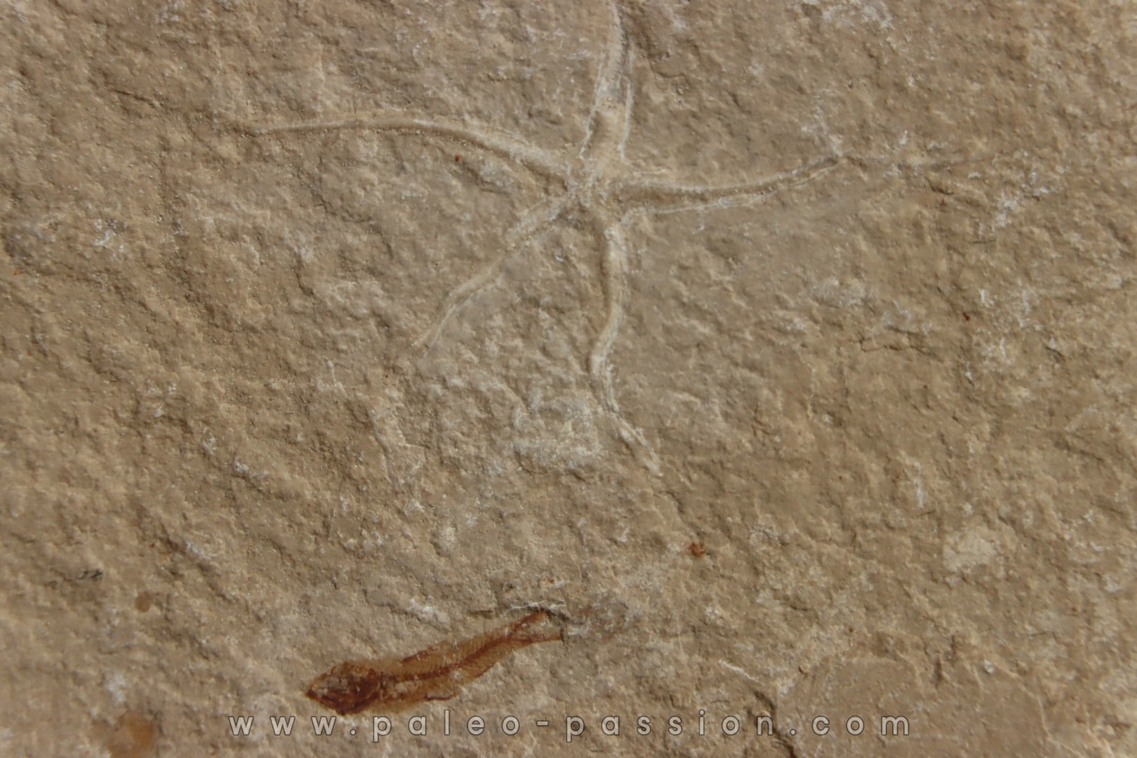 Geocoma libanotica - Cénomanian - Hgula - Byblos - LIBANON