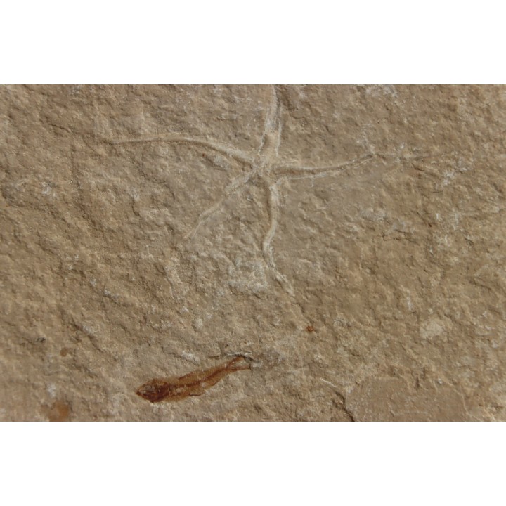 Geocoma libanotica  - Cénomanian - Hgula - Byblos - LIBANON