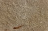 Geocoma libanotica  - Cénomanien - Hgula - LIBAN