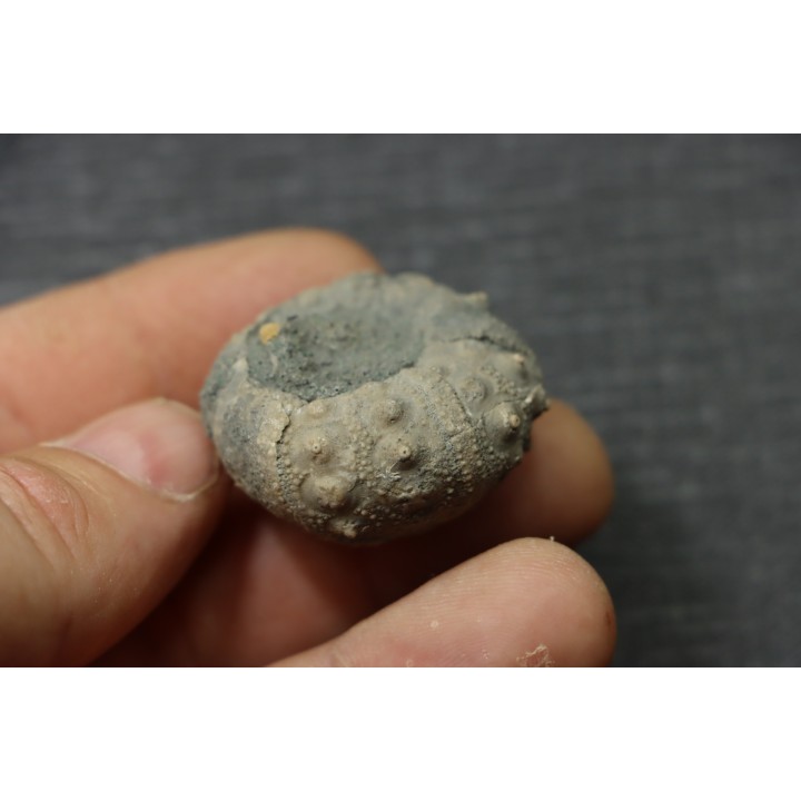 Hypodiadema koenigi  tithonian  Pointe aux oies, 62 - FRANCE