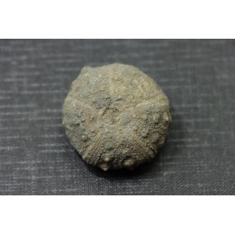 Hypodiadema koenigi  tithonien  Pointe aux oies, 62 - FRANCE
