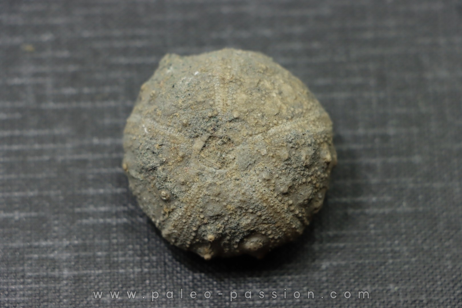 Hypodiadema koenigi tithonien Pointe aux oies, 62 - FRANCE