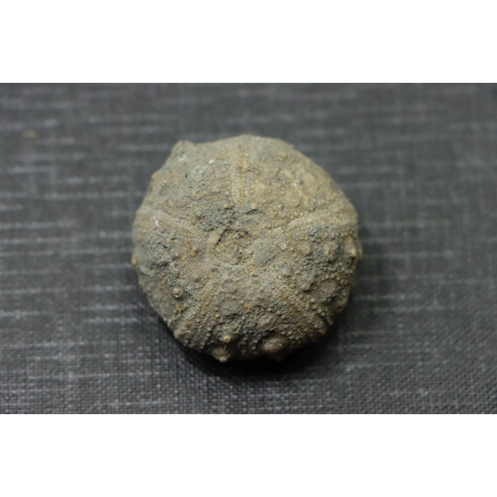Hypodiadema koenigi  tithonian  Pointe aux oies, 62 - FRANCE