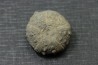 Hypodiadema koenigi tithonian Pointe aux oies, 62 - FRANCE