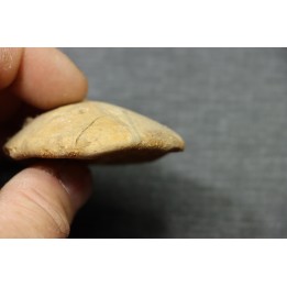 Mepygurus depressus - lower callovian - Mamers, 72 - FRANCE