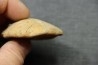 Mepygurus depressus - lower callovian - Mamers, 72 - FRANCE
